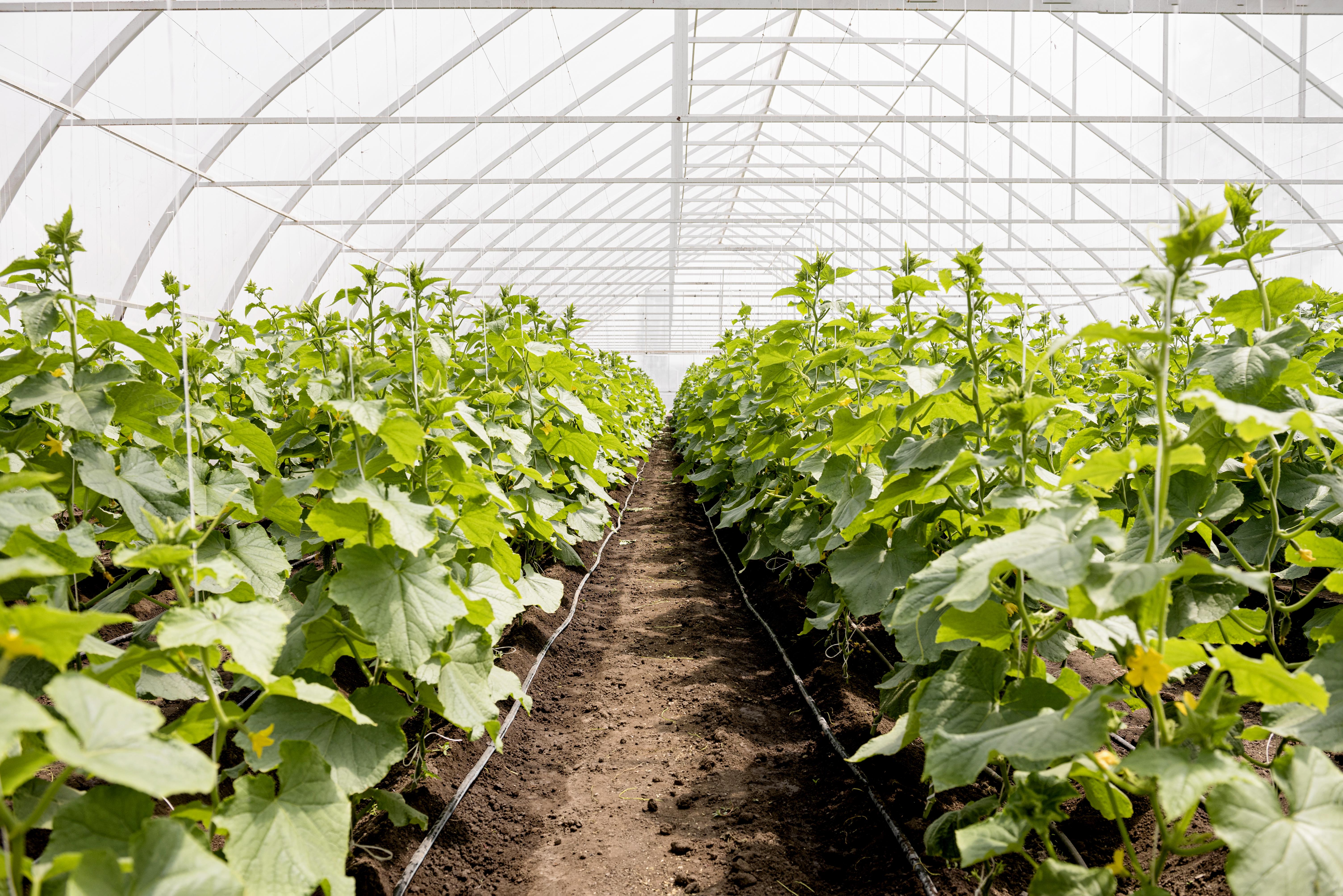 Agribusiness Showcase