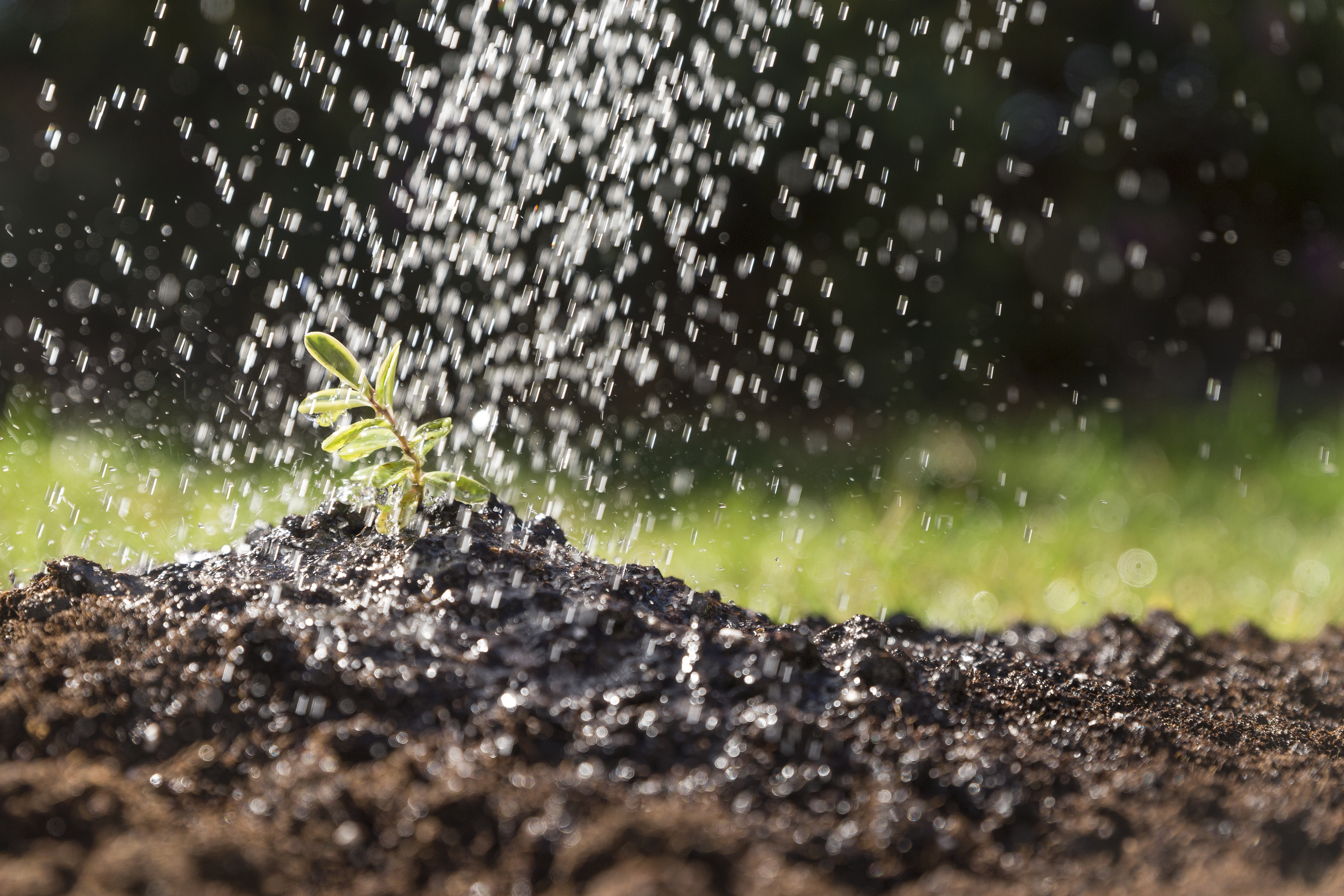 Modern Drip Irrigation